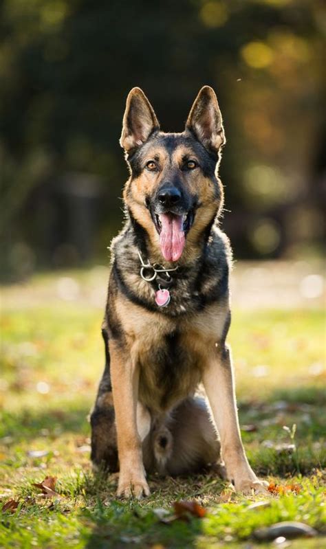 15 Most Loyal Dog Breeds Loyal And Protective Dogs