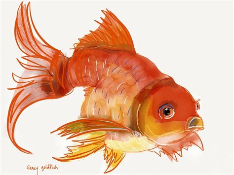 Fancy Goldfish Painting Paper53 Gold Fish Painting Fish Art Fish