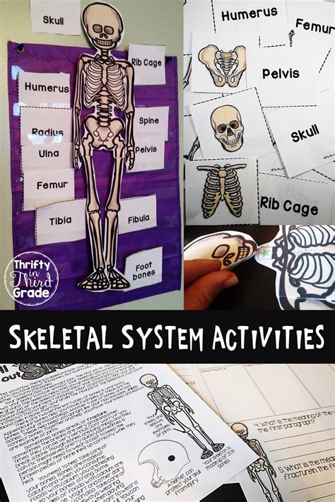 Skeletal System Mini Unit And Cut And Paste Skeleton Craft Thrifty In