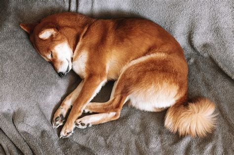 10 Dog Sleeping Positions And The Meaning Behind Them