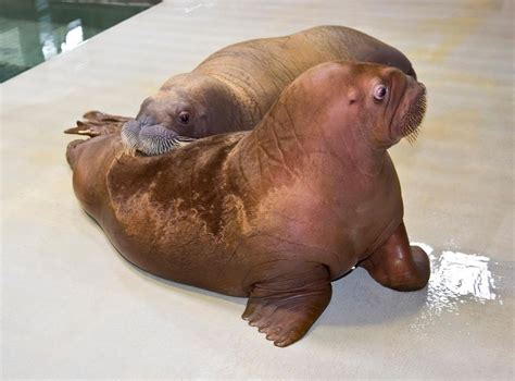 Baby Walruses Become Friends At Seaworld Wpec