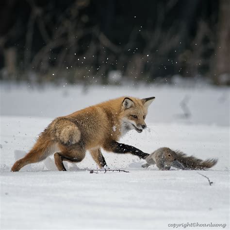 Red Fox Chasing The Squirrel At The Montréal Botanical Garden With
