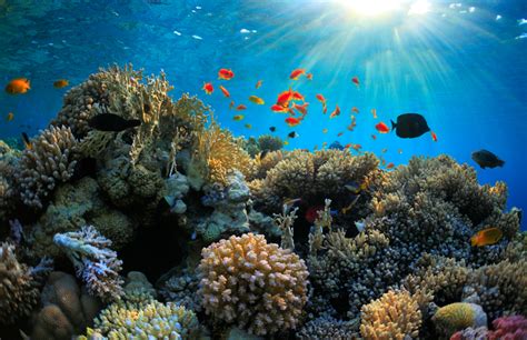 Six Alternative Australian Coral Reefs To The Great