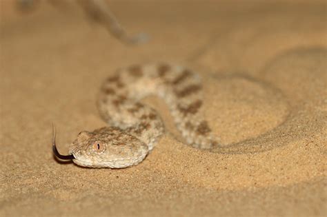Common Sand Viper Cerastes Vipera עכן קטן Aviad Bar Flickr