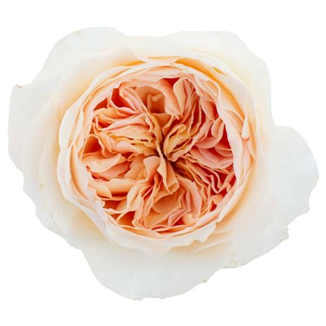 David Austin Juliet Roses Garden Roses Direct