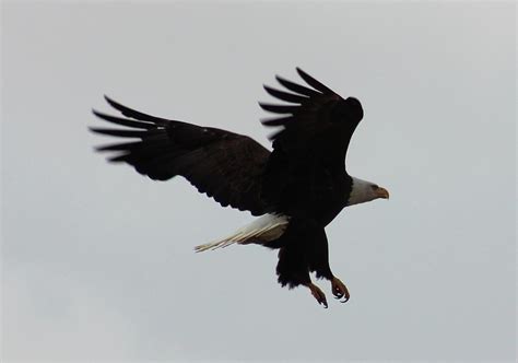 Eagle Landing At Trident Photograph By Jean Barbour Pixels