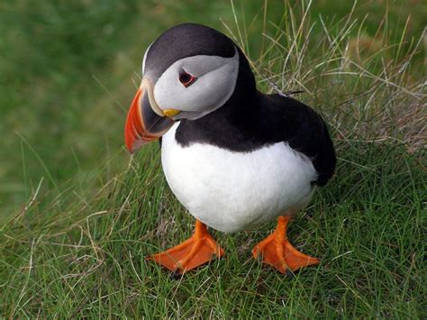 A Geriatric Grandmother P Is For Puffin At Last