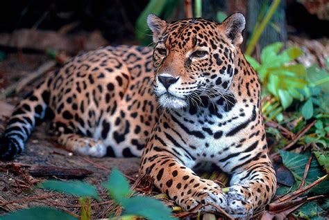 ¿cuáles Son Las Principales Amenazas A Las Que Se Enfrenta El Jaguar