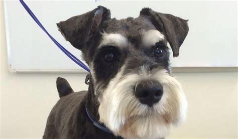 Fascinating Haircuts For Your Schnauzer Petpress