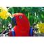 Eclectus Parrot – Saginaw Childrens Zoo