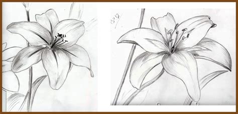 Weekly Doodles And Tuts How To Draw A Lily Method 2 Drawings