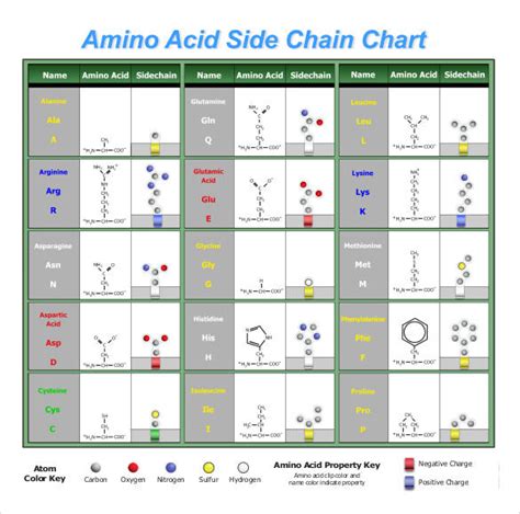 Amino Acid Chart Printable