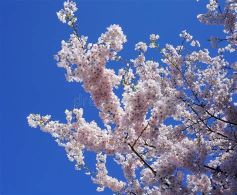 Delicate And Beautiful Cherry Blossom Against Blue Sky Background