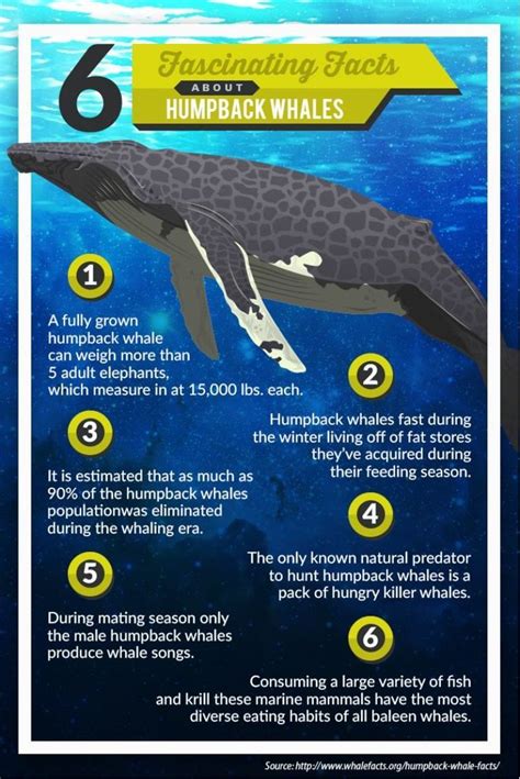 6 Fascinating Facts About Humpback Whales Whale Facts Humpback Whale