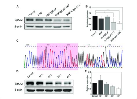 A Western Blot Assay For Analyzing The EphA2 Expression In PC 3 Cells