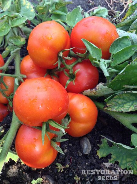 Extreme Bush Tomato Organic Restoration Seeds