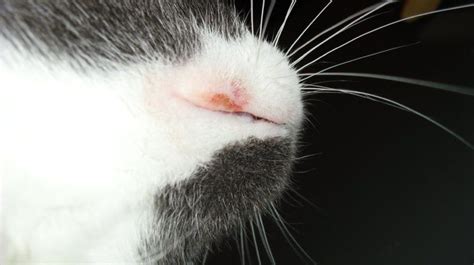 Are Rodent Ulcers In Cats Painful Cat Meme Stock Pictures And Photos