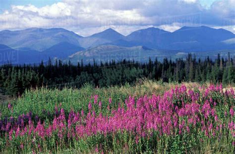 North America Canada Yukon Fireweed Blooms Near Kluane National Park