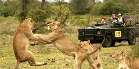 Safari In Kruger