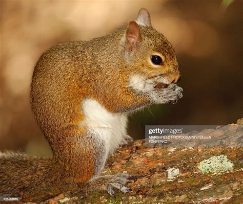 Squirrel Eating Nut High Res Stock Photo Getty Images