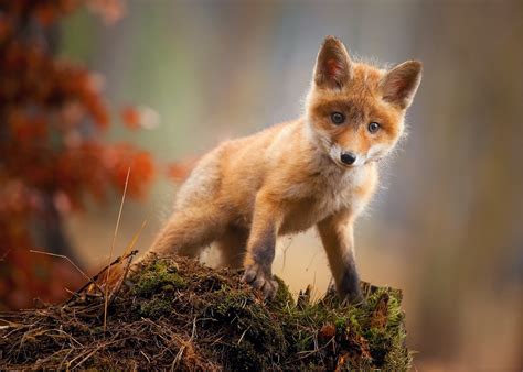 Fox Cub Baby Animal Cute Hd Hd Animals 4k Wallpapers