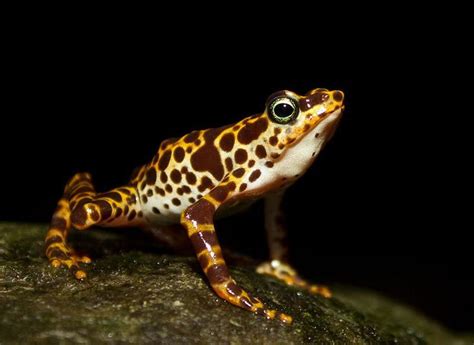 These 10 Amphibians Have Gone Extinct Or Are In Serious Danger