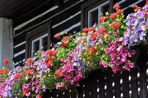 5 Common Balcony Gardening Problems And Tips To Solve Them