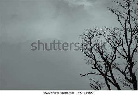 112579 Sad Trees Images Stock Photos And Vectors Shutterstock
