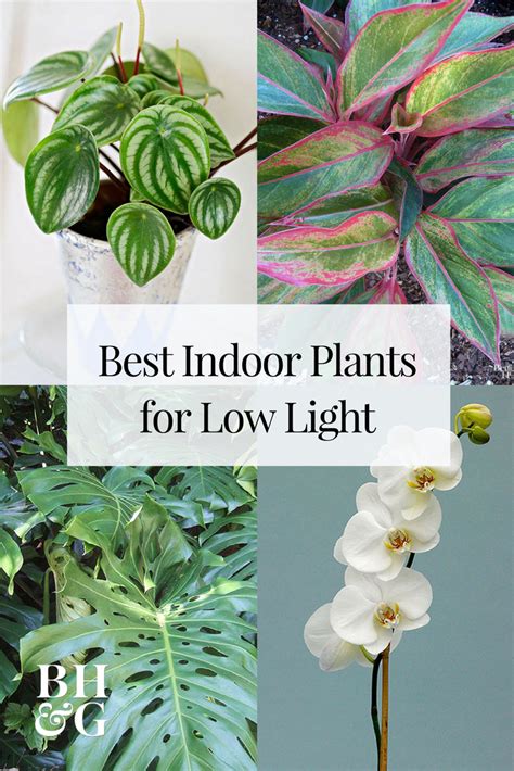 They can survive through shade with some sunlight every now and then. Some of the most colorful and easy-care indoor plants thrive in low-light conditions like the Ph ...