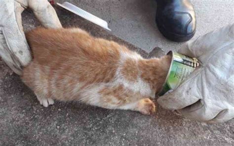 Gato é Resgatado Após Ficar Com A Cabeça Presa Dentro De Lata De Milho Em Goianésia Go Olhar