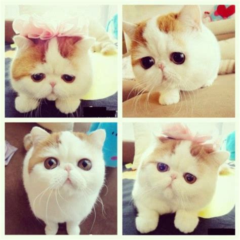 Cutest Cats Ever Kittens Cutest Cute Cats Fluffy Kittens Cats And