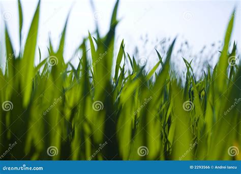 Ground Level View Of Grass Stock Photo Image Of Level 2293566