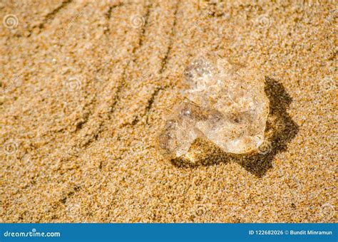 Jelly Blobs On The Sandy Beach Surface Stock Photo Image Of