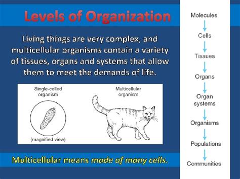 Levels Of Organization Levels Of Organization Living Things