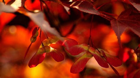 Wallpaper Sunlight Leaves Flowers Red Branch Blossom Color