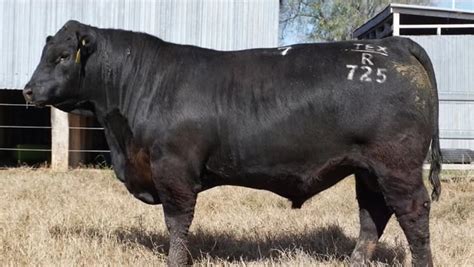 Angus Bull Sets New 225000 Breed Record Beef Central