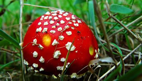 How To Identify Wild Mushrooms In Michigan Sciencing