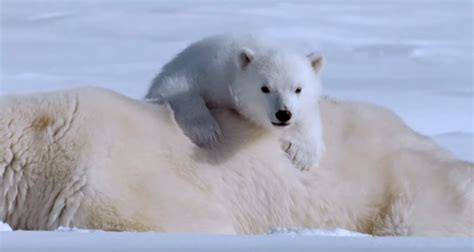 Close Polar Bear Encounter Videos Wearenaturetv At Wearenaturetv