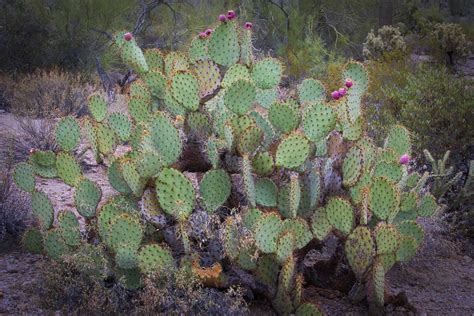 Cochineal (an insect) is present in much of the lower elevations in the western united states and mexico. Prickly Pear Cactus | This is a nice stand of prickly pear ...