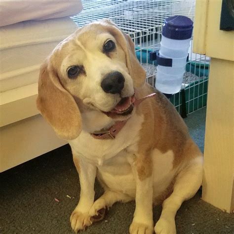 My Fat Beagle Smiles Beagle
