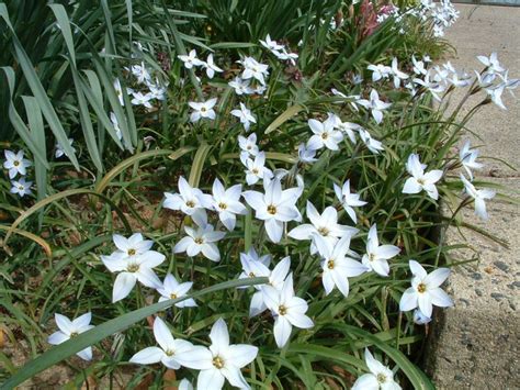 Crocus, daffodils and snowdrops are good flowering bulb plants for darker garden plots. White spring flowering bulb | Plants | Pinterest | Spring ...