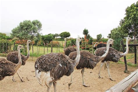 Cape Town Ostrich Ranch Join Up Safaris