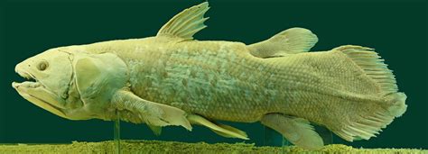 Any of various mostly extinct. Coelacanth genome surfaces | Broad Institute of MIT and ...
