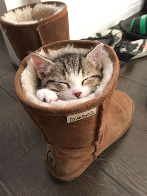 absolutely adorable sleeping kitten pictures