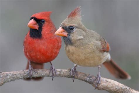 6 Proven Ways To Attract Cardinals To Feeders 2023 Backyard Birds