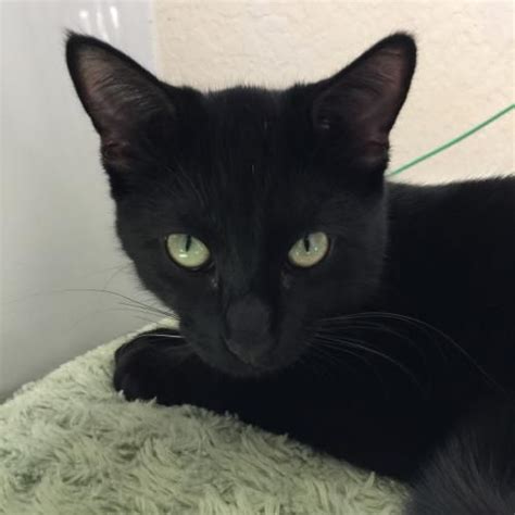 Meet Mave An Adoptable Domestic Short Hair Looking For A Forever Home