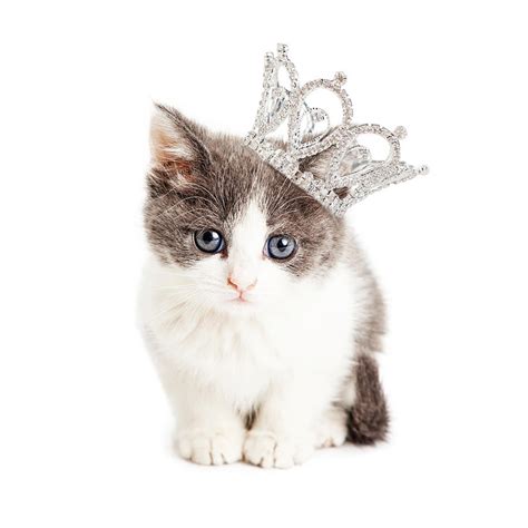 Cute Kitten Wearing Princess Crown Photograph By Good Focused Fine
