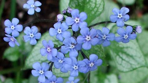 Brunnera Jack Frost Close Up On Forget Me Not Shaped Flowers Jack