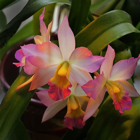 Cattleya Appleblossom Orchid From My Wife`s Orchid Collection In Her Greenhouse In Our Garden
