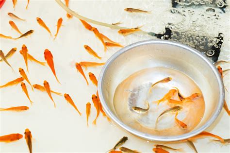 Goldfish Scooping Stock Photo Download Image Now Istock
